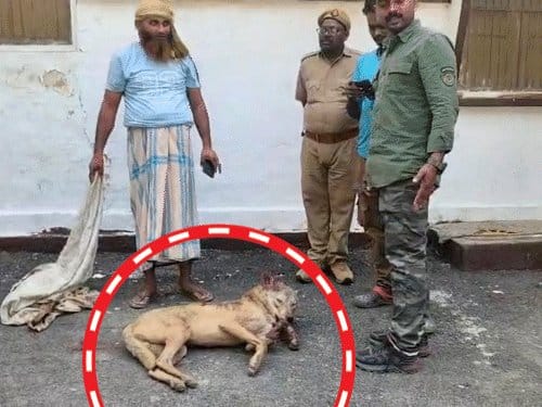बहराइच में आदमखोर भेड़िया  वन विभाग ने किया एनकाउंटर में ढेर