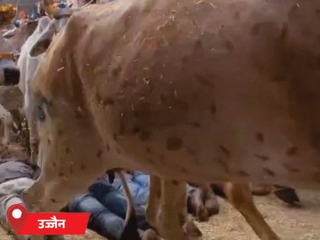 उज्जैन में गायों  से रौंदने की अनोखी परंपरा
