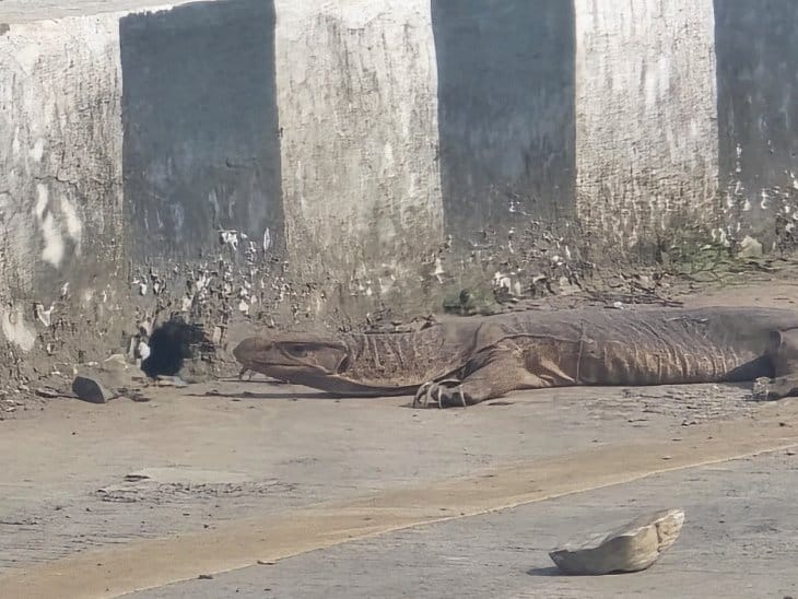 उज्जैन में विशालकाय छिपकली  दिखने से रहवासियों में हड़कंप