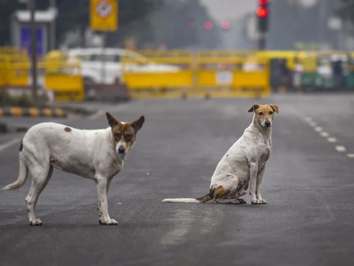 सुप्रीम कोर्ट  का निर्देश: हाईवे और सड़कों से  आवारा पशु  हटाएं