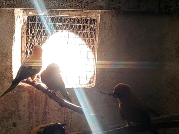 ग्वालियर चिड़ियाघर में जानवरों के लिए गर्म इंतजाम