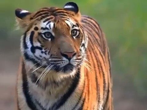 अखिल भारतीय बाघ गणना शुरू, सतपुड़ा टाइगर रिजर्व में बदला सफारी टाइम, 800 कैमरों से निगरानी