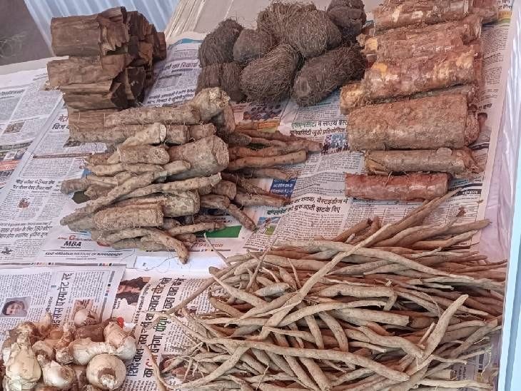 भोपाल में 17 से लगेगा अंतरराष्ट्रीय वन मेला, आयुर्वेद, भोजन और सांस्कृतिक कार्यक्रम आकर्षण