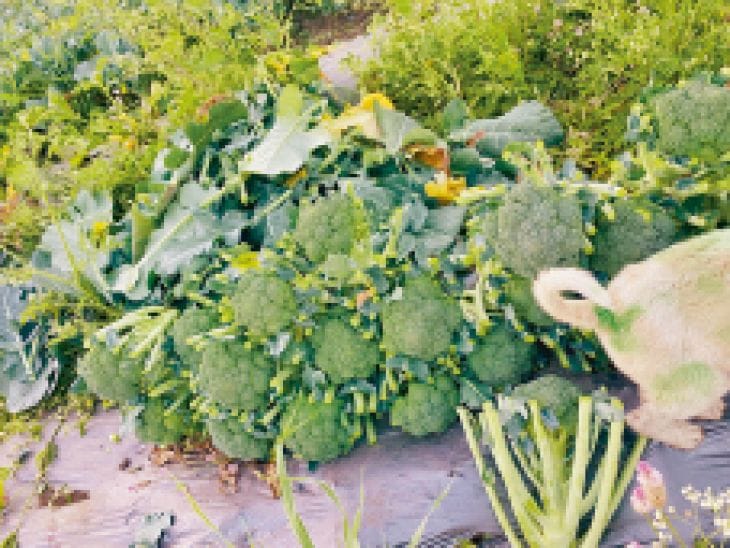 भोपाल बना एग्जॉटिक सब्जियों का नया हब, 7 साल में 10 गुना विस्तार
