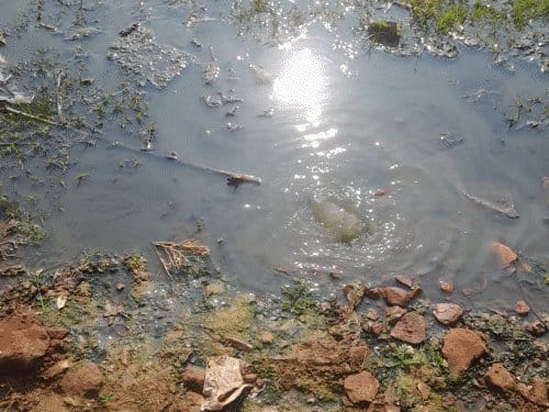 भोपाल में ग्राउंड वाटर के 4 सैंपल फेल, ई-कोलाई से बढ़ी पानी संकट चिंता