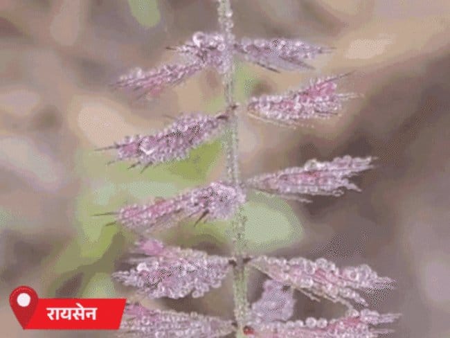 मध्यप्रदेश में सीजन का सबसे घना कोहरा, 18 जिलों में स्कूलों की छुट्टी