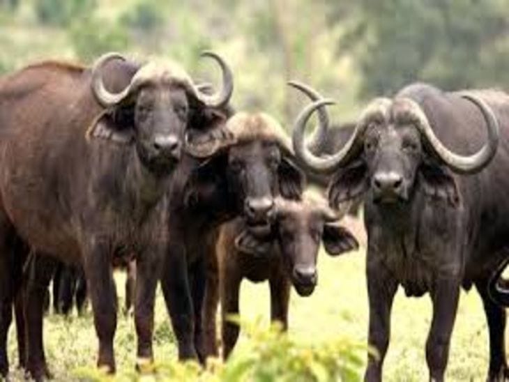 नक्सल मुक्त बालाघाट के सूपखार जंगलों में एशियाई जंगली भैंसों की होगी वापसी