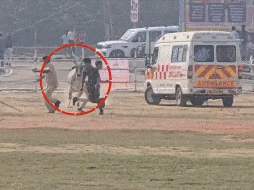 बेगूसराय  में  CM नीतीश  की सुरक्षा में  बड़ी चूक ; हेलीपैड पर  बैल  घुसने से  मची अफरा-तफरी