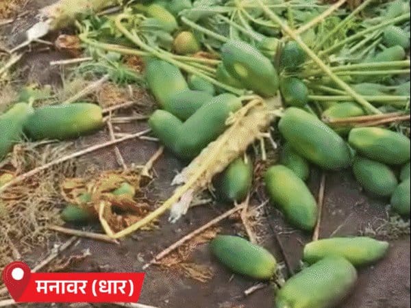 एमपी में मौसम ने ली अचानक करवट: 42 जिलों में बारिश, 13 में ओले, फसलों को नुकसान