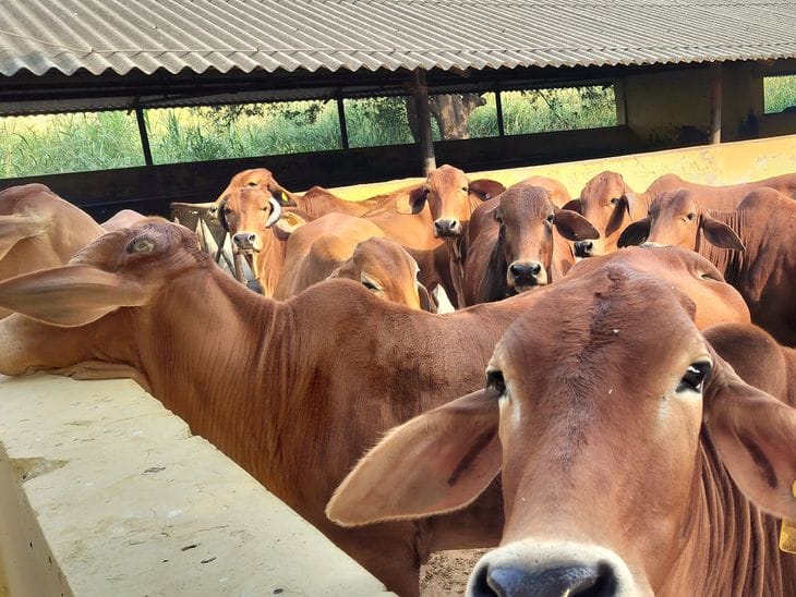 मध्य प्रदेश  में  पशुपालन  का नया युग:  ब्रीडर फेडरेशन  से बढ़ेगी  नस्लों  और दूध से  कमाई
