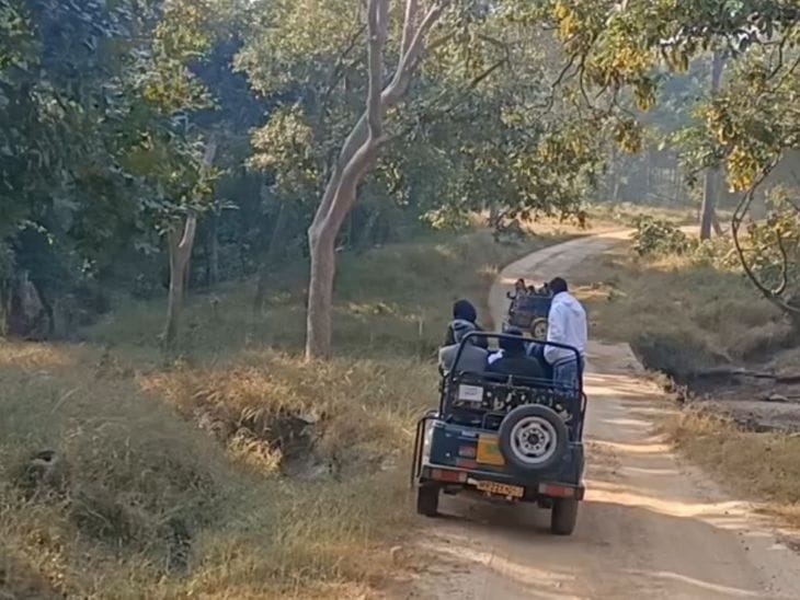 पेंच नेशनल पार्क को मिलेगा बायोस्फीयर रिजर्व का दर्जा, अंतरराष्ट्रीय पहचान की ओर अग्रसर
