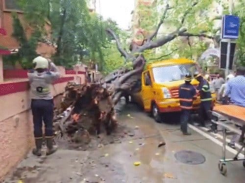 मुंबई में चलती स्कूल बस पर पेड़ गिरा, 1 छात्र की मौत, 11 घायल