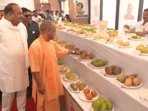 योगी आदित्यनाथ यूपी आम महोत्सव का करेंगे शुभारंभ, 800+ किस्में होंगी प्रदर्शित