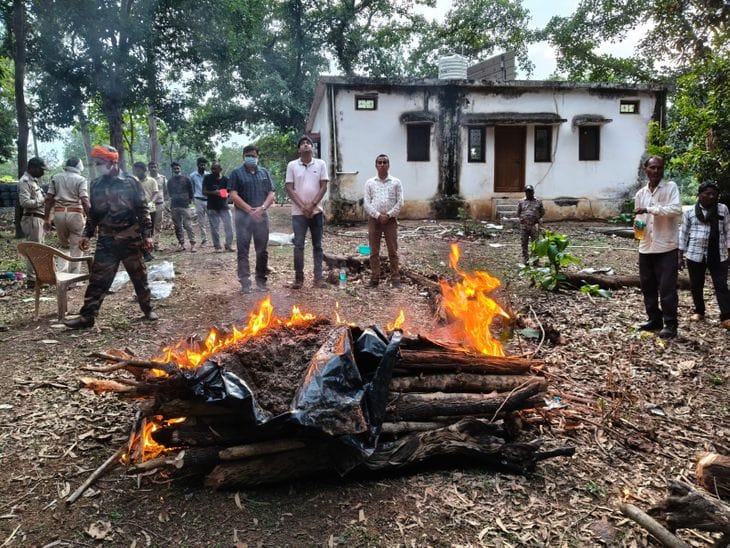 सतना में वन चौकीदार पर बाघ शिकार का आरोप, दो माह बाद कब्र से मिले अवशेष