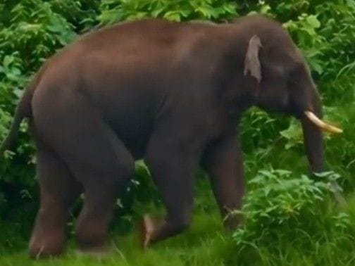 छत्तीसगढ़ से भटका हाथी सतपुड़ा नेशनल पार्क पहुंचा, देनवा नदी के पास डेरा