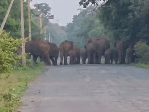 बलौदाबाजार में 28 हाथियों का झुंड, 10 गांवों में हाई अलर्ट
